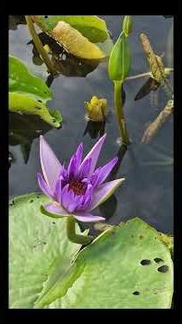 Namaste ! Découvre le secret des lotus magiques !