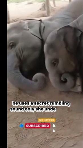 "The World's Cutest Alarm Clock" 🥰🐘❤️#BabyElephant #ElephantLove #WildlifeShorts