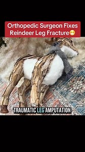 After Santa's reindeer took a bad spill, you know I had to patch him up right😂 #doctor #christmas2025 ✅Follow @drdavidabbasi for More Daily Medical Content & Health Tips! 🌴😷Schedule a consultation to see Dr. Abbasi as a patient in Delray Beach! Visit www.primeorthocenter.com | David Abbasi, MD - Sports Medicine & Orthopedic Surgery