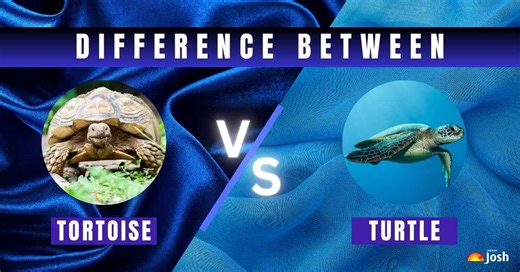 Tortoises vs. Turtles: What’s the Difference Between Them?