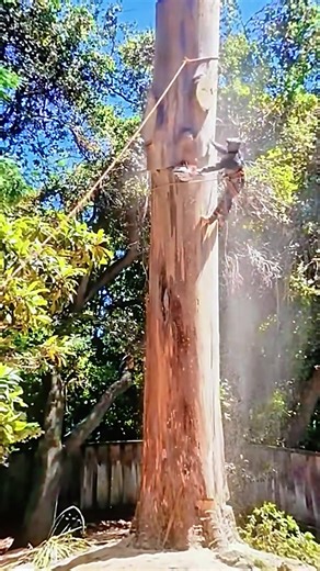 #satisfying #tree #asmr #fyp #usa