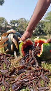 3.6M views · 10K reactions | Amazing Fishing Trap Video.Best Fishing Techniques. #fish #fishing #trap #viralvideo #shorts | Fisherman Animal Lover-Original | Facebook