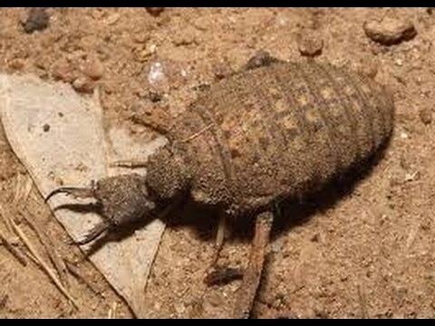 How to catch a Doodlebug (Antlion)?