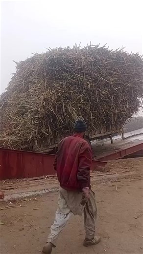 Harvesting Sugarcane: A Step-by-Step Guide