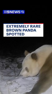 111K views · 225 reactions | An extremely rare wild brown giant panda has been caught on camera in northwest China for the sixth time ever after a six-year hiatus. 癩 According to panda experts, brown pandas could be the result of genetic mutations. #9News | 9 News | Facebook