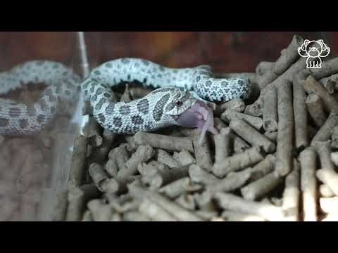 Arctic Hognose Snake