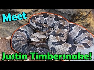 We got a Rattlesnake!