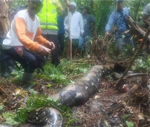 Woman swallowed whole by a massive python