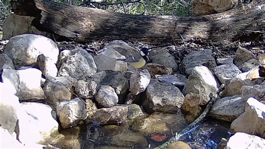 Using trail cameras for wildlife monitoring