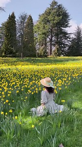 Fun Fact: 🌿 Daffodils are one of the most deer-resistant bulbs you can plant in your garden. Their toxicity makes them unappetizing to most wildlife, ensuring your spring blooms stay intact! 🦌🌼 #DaffodilDefense #WildlifeFriendly | HollandBulbFarms.com