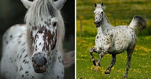7 Horse Breeds With Spotted Coats