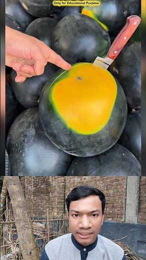 Small Yellow Spot, Perfect Watermelon Inside 🤯