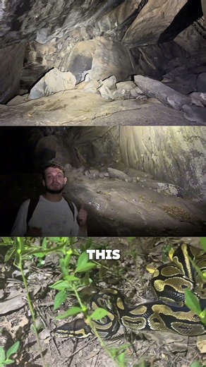 Do Royal Pythons eat bats?