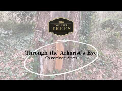 Through the Arborist's Eye - Co-dominant Stems