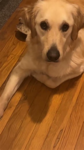 Making friends with the june bugs