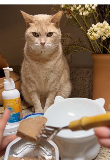 Cat Food Benefits 🐱✨ • Salmon Oil: Supports healthy skin & a shiny coat, helps reduce shedding, & provides omega-3s for heart, joint, & brain health. • Pacagen: Helps reduce allergens like dander, supports a healthier coat, & promotes a cleaner home for both cats & humans. • Lysine: Supports immune health & promotes overall respiratory wellness. (Microbiome support, Antioxidants, Eye & cellular health) • Freeze Dried Chicken: High quality protein for strong muscles, energy, & picky eater approv