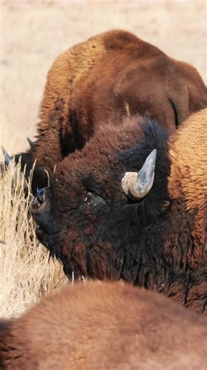 Bison Herd in Rocky Mountain Arsenal National Wildlife Refuge