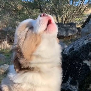 807K views · 980 reactions | SEE IT: The big bad wolf... but make it super cute  | AOL | Facebook