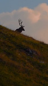 Settembre per i cervi è la stagione degli amori. Ecco il tipico verso dei maschi che riecheggia tra le valli dal tramonto all'alba. 🦌 Primo evento questo sabato 🦌 Scopri di più da qui >>> https://bit.ly/bramitomonterapina_majambiente | Majambiente