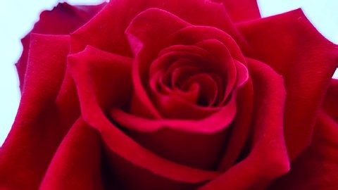 clip-4028107317-large-rose-red-velvet-petals