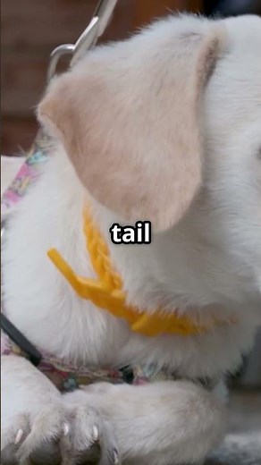 Why Your Dog’s Tail Suddenly Looks Broken