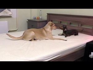Bad Dachshund: Battle for best place on bed