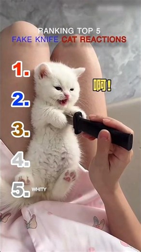 Top 5 Funniest Fake Knife Cat Reactions 😂🐱