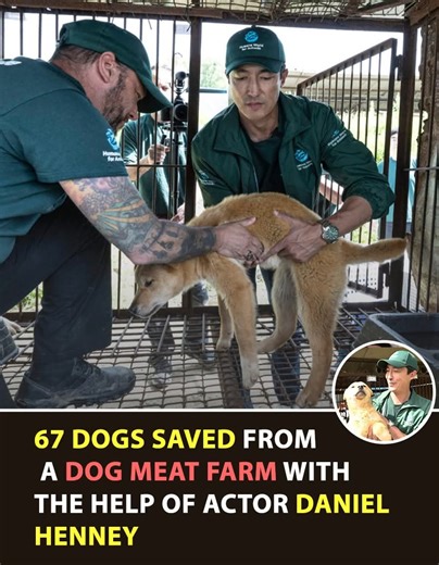 Sixty-seven dogs got a second chance at life, all because one actor refused to look away. Actor Daniel Henney partnered with animal rescue organizations to save 67 dogs from a brutal dog meat farm, helping them experience freedom, safety and love for the very first time.​ The dogs were pulled from heartbreaking conditions—many were terrified, starving and unsure how to react to even the smallest kindness. Thanks to Henney’s support and the rescue team’s dedication, they are now on their way to n