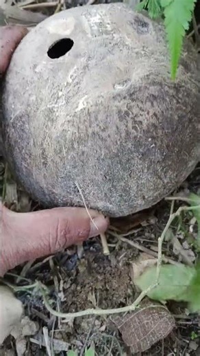 กบในกะลา