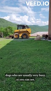 Helpful tips for Animal Reiki meditation. ✨ Kelly is one of Kathleen’s senior students, East Coast Director of the Shelter Animal Reiki Association, and one of only a few of the most experienced teachers who are licensed to teach Let Animals Lead® online. Find out more about Kelly and study with her here: https://heartsongreiki.com/ | Animal Reiki Source