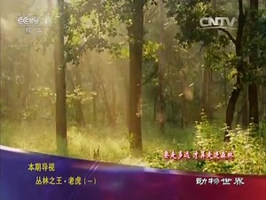 《动物世界》 20151111 丛林之王·老虎（一）