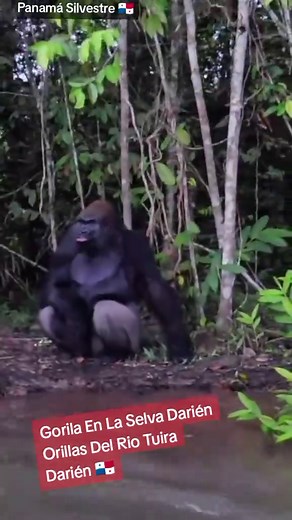 Gorila en la Selva del Darién: Descubrimientos Impactantes