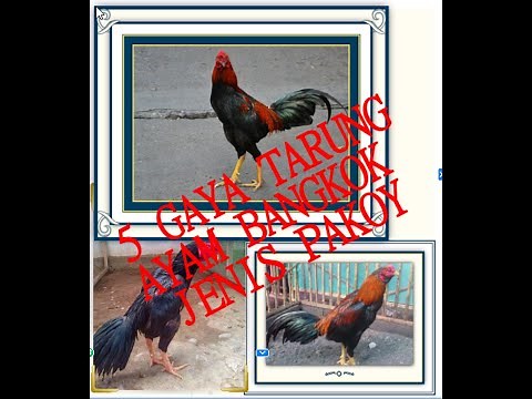 Gaya Bertarung Ayam Bangkok Pakoy... brutall