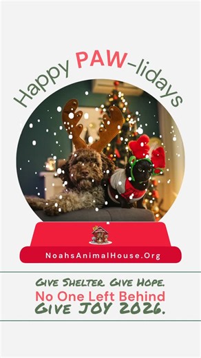 Noah’s Animal House on Instagram: "💜 🐾 Noah’s Animal House: A Snow Globe of Shelter and Hope 🐾 💜 DID YOU NOAH THIS? Since 2007, you’ve helped us shelter more than 2,900 pets escaping domestic violence. Your support changes everything. Give Shelter. Give Hope. Give Joy 2026. https://linktr.ee/NoahAnimalHouse No One Left Behind. #GiveShelter #GiveHope #GiveJoy2026 #NoahsAnimalHouse #NoOneLeftBehind"
