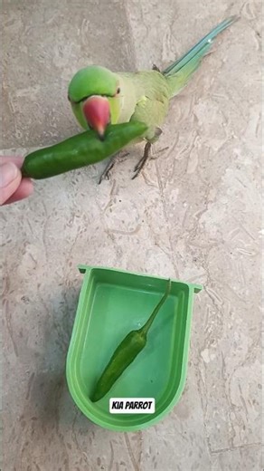 Spicy Treat for my Ringneck Parrot 🦜🦜 #shorts