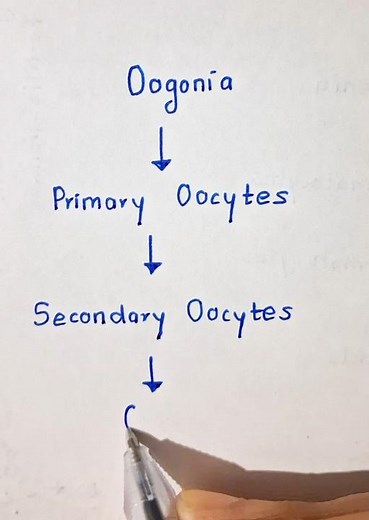 Stages of Oogenesis Made Easy | Class 12 Biology