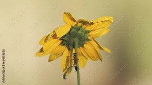 Slow motion video of a wasp making it's way up the stem of a wild sunflower before taking flight, as a bee enters from the left and goes to the front of the flower on a summer day in Southern Utah.