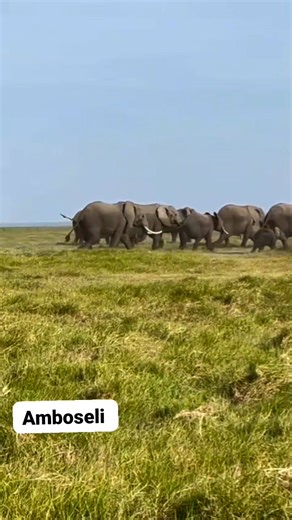 Amboseli National Park #NatureTravelKenya #amboselinationalpark | Nature Travel KENYA.