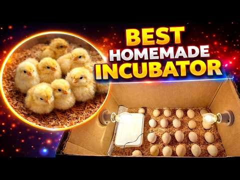 HOW TO MAKE THE BEST DIY EGG INCUBATOR WITH A CARDBOARD BOX (HIGH HATCH RATE!)