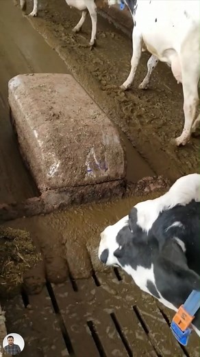 22K views · 126 reactions | This Robot Cleans Cow Poop Automatically#CowDungRobot #farmgadgets #SmartFarming #AgriTech #CowShedClean #viral | AmeWhere | Facebook