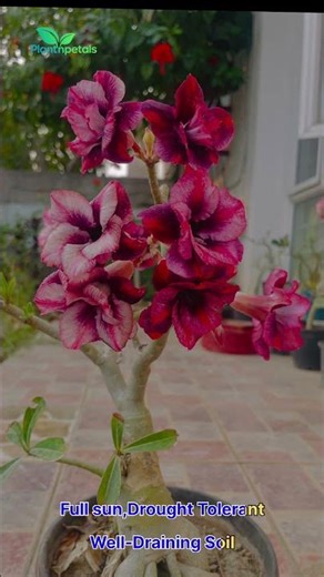 How to get more flower in Adenium🌸 #viral #shorts #viralshort #ytshorts #adenium #bonsai #flowers
