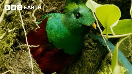 Is This the Most Beautiful Bird in the Americas? | Wild Mexico | BBC Earth