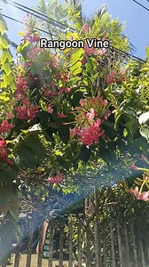 Rangoon creeper flowers primarily during the spring, summer, and fall season. It's known for its fragrant blooms that gradually change color from white to pink to red over a few days. Price is 400 pesos 2ft to 2.5ft #fbreels2025ツ #plantsmakepeoplehappy #gardentour #everyonehighlightsfollowers #teamangatan | South Victoria Garden