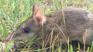 Australian species saved from extinction in 'incredible first' - with help from guard dogs