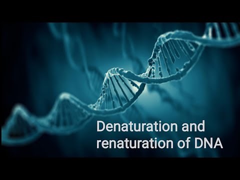 Denaturation and renaturation of DNA |Factors affect DNA denaturation and renaturation|