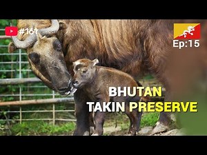 Motithang Takin Preserve (Thimphu) - The national animal of Royal Bhutan | VLOG #161