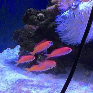 #Carberryi #Anthias in action. One of our favorite anthias. | BPK - Sustainable Aquatic Solutions | Facebook