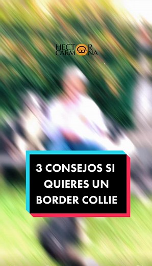Tres consejos para tener un Border Collie feliz