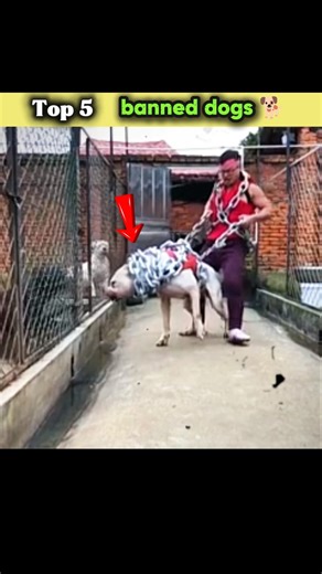 Top 5 banned dogs🐕#short #trending #facts #dog #animals