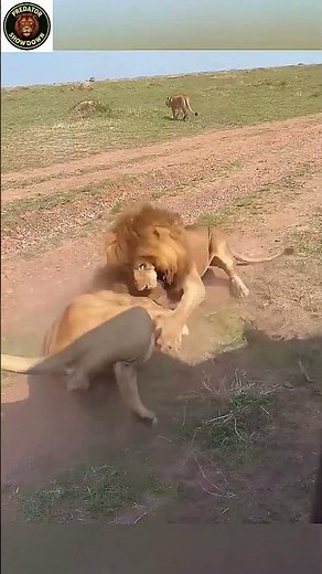 Lion Fight for the Throne! The Most Intense Battle Ever Caught on Camera #lionattack #animalfight